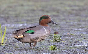 Green-winged Teal