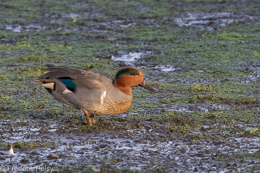 Sarcelle à ailes vertes