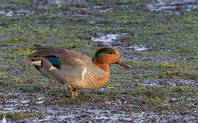 Green-winged Teal