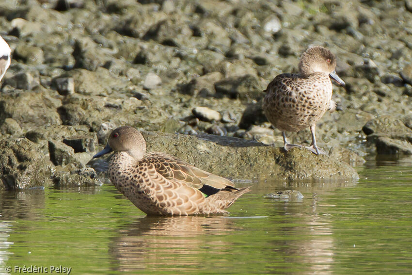 Grey Teal