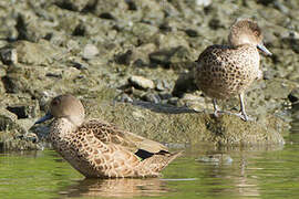 Grey Teal