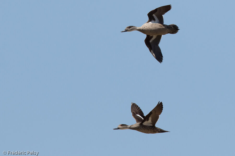 Grey Teal, Flight