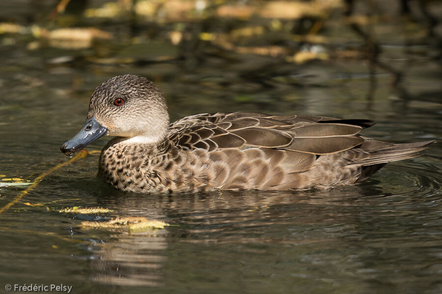 Grey Teal