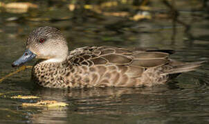 Grey Teal