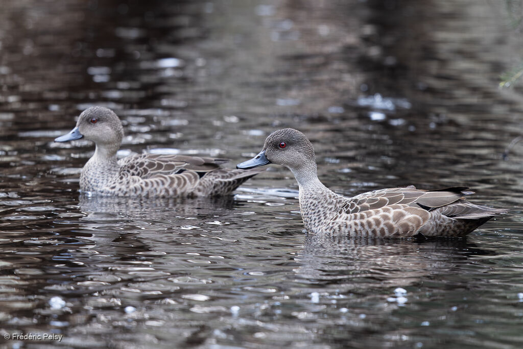 Sarcelle australasienne