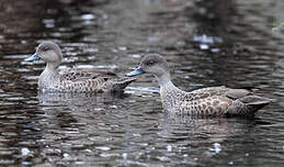 Sarcelle australasienne