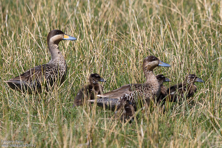 Silver Teal, Reproduction-nesting