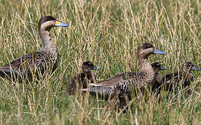 Silver Teal