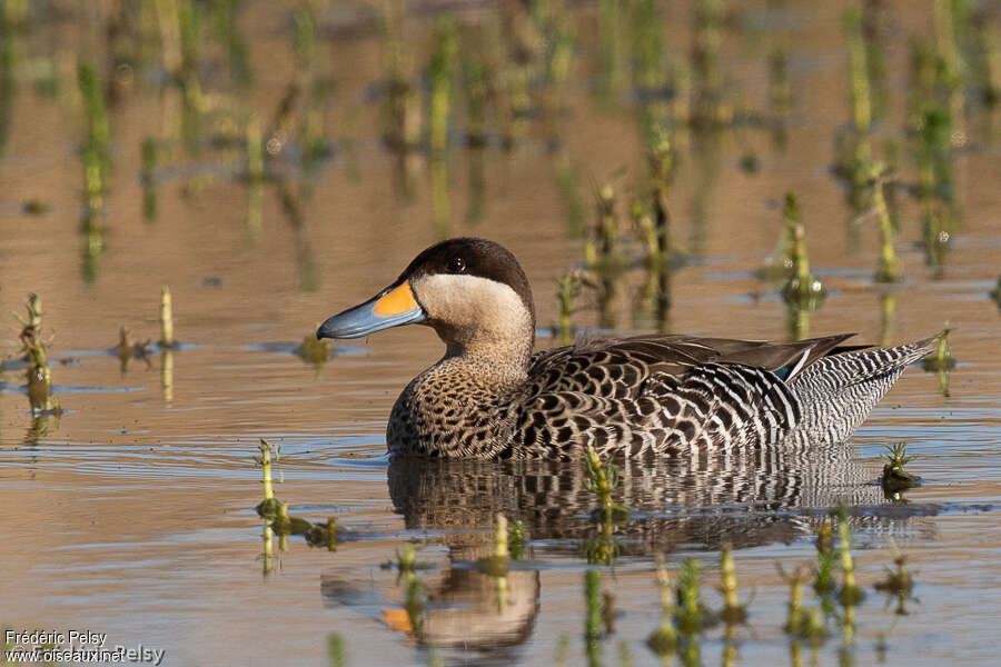 Silver Tealadult, identification