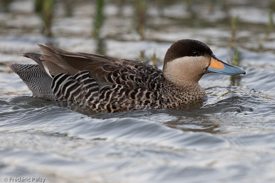 Silver Teal