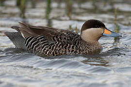 Silver Teal