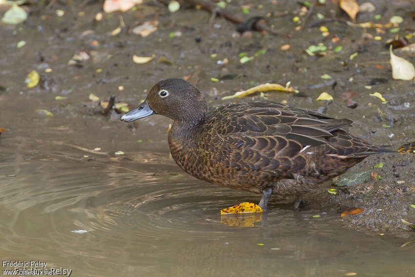 Auckland Teal female