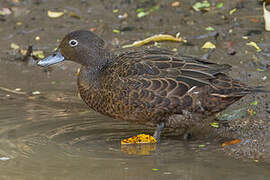 Sarcelle brune