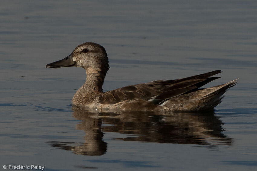 Garganey