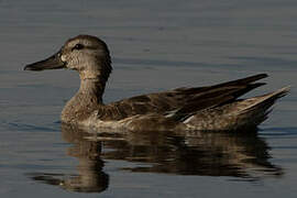 Garganey