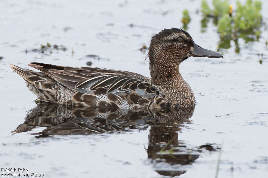 Garganey male adult transition, identification