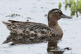 Garganey