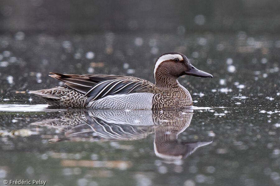 Garganey male adult