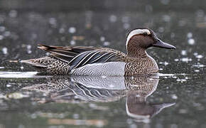 Garganey