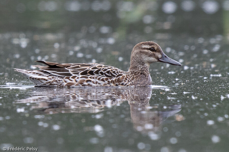 Garganey female adult