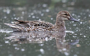 Garganey