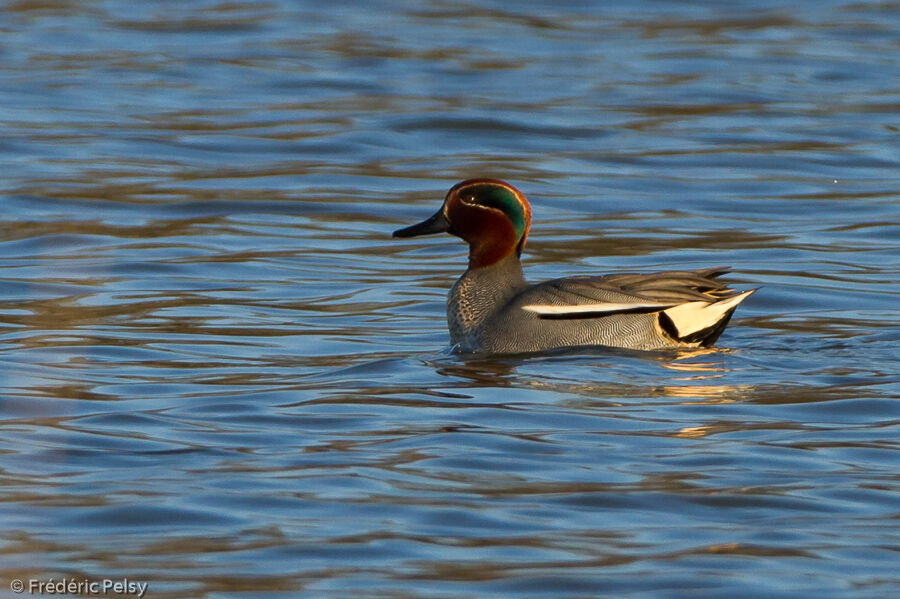 Eurasian Teal male adult