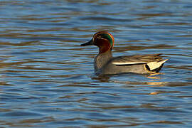 Eurasian Teal