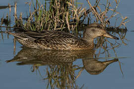 Eurasian Teal