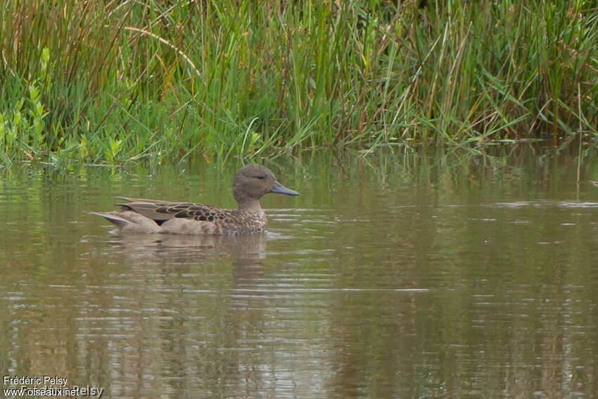 Sarcelle des Andesadulte, identification