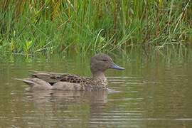 Andean Teal