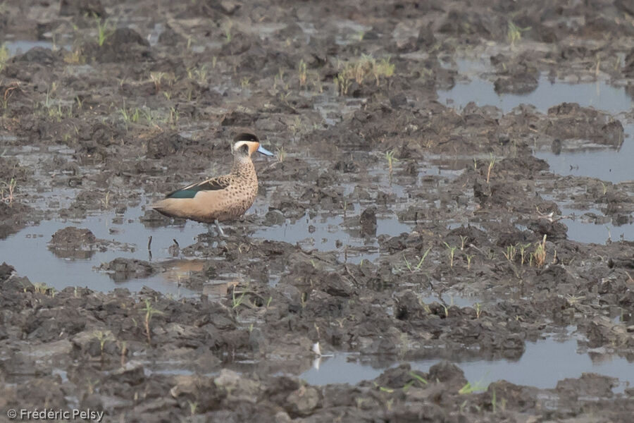 Hottentot Teal