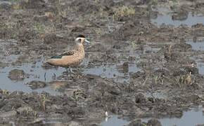 Hottentot Teal