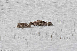 Marbled Duck