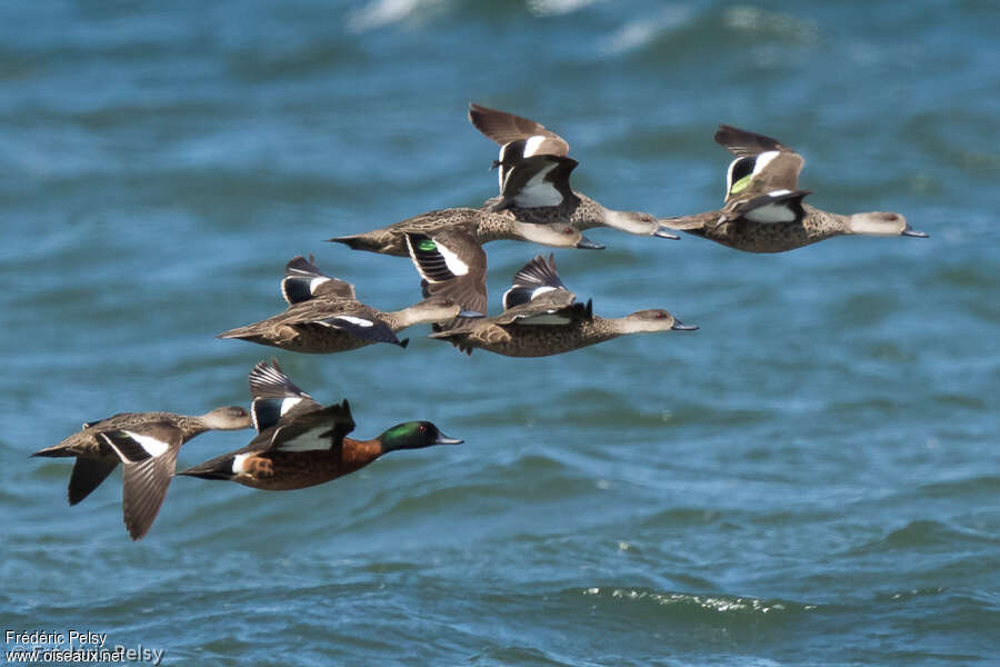 Chestnut Teal, Flight