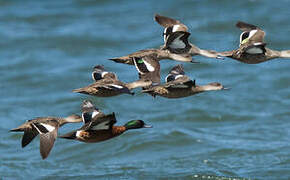 Chestnut Teal