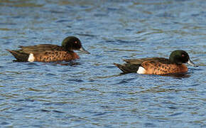 Chestnut Teal