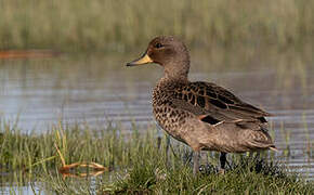 Yellow-billed Teal