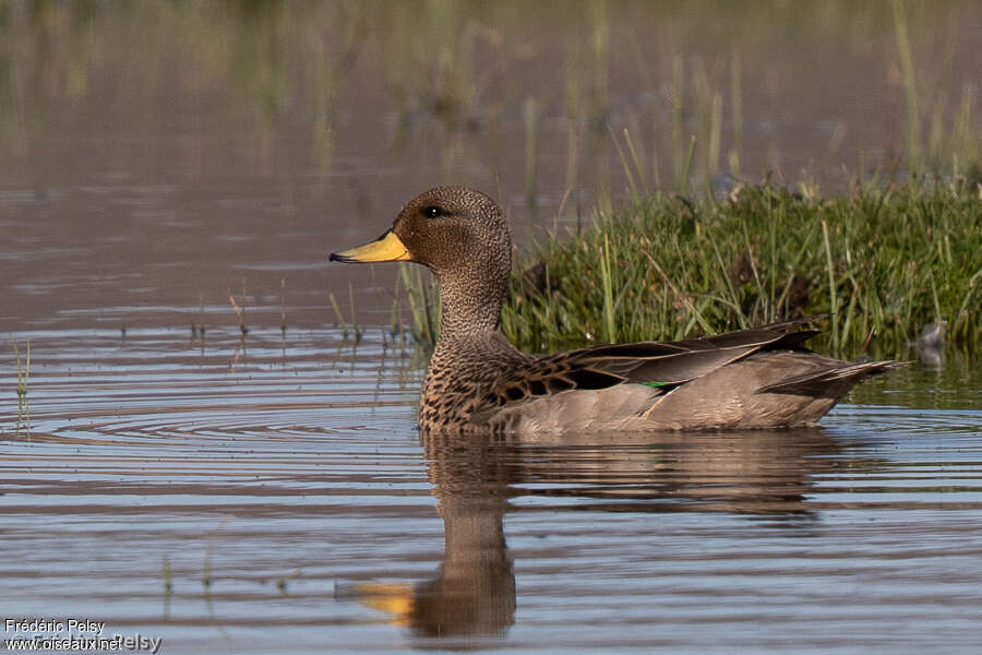 Yellow-billed Teal female adult, habitat, pigmentation, swimming