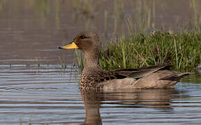 Yellow-billed Teal