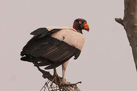 King Vulture