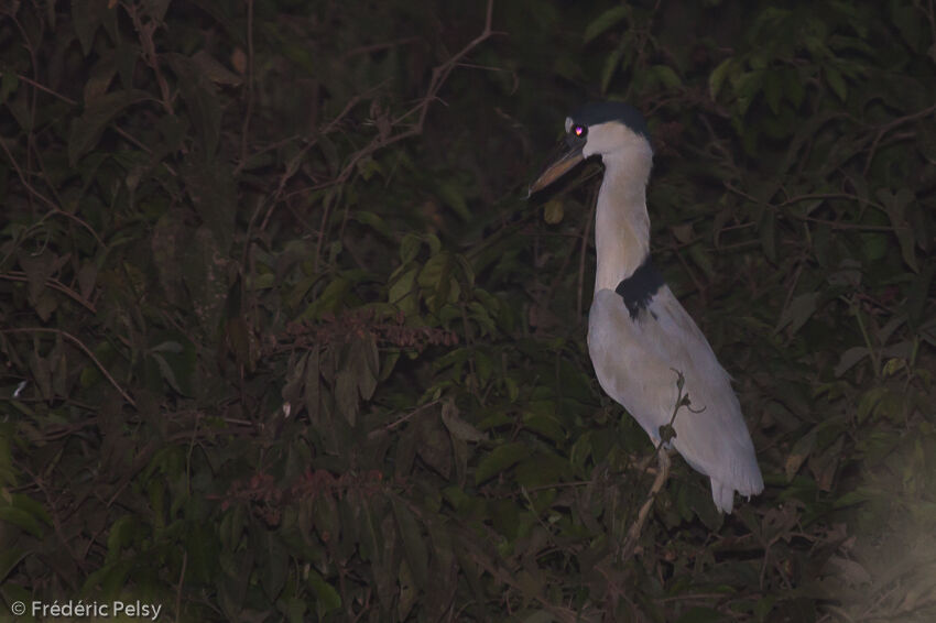 Boat-billed Heron