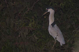 Boat-billed Heron