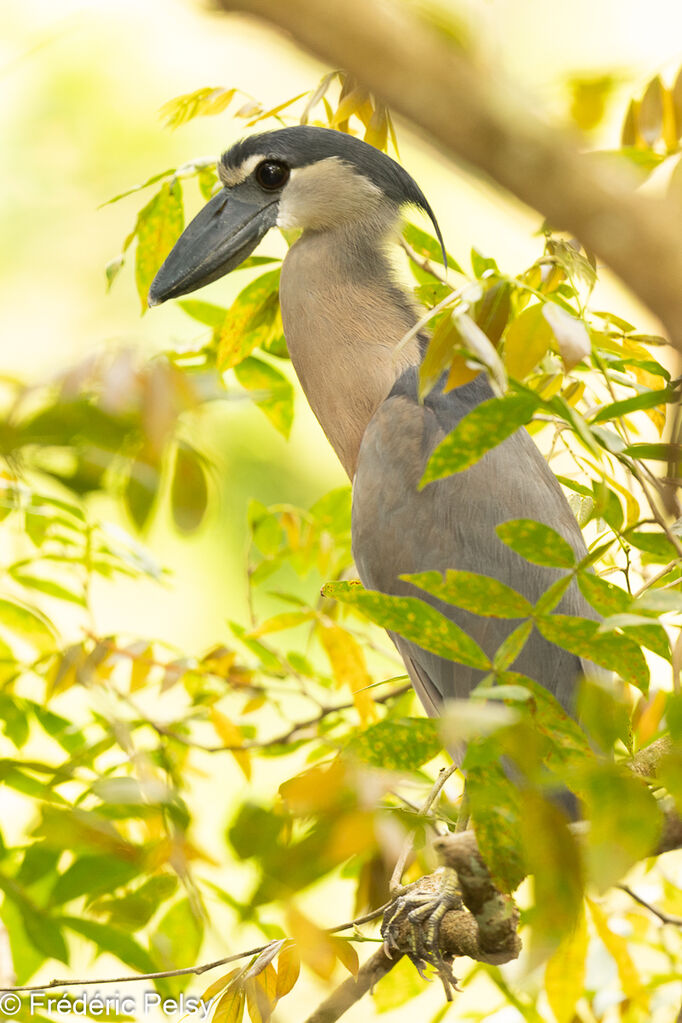 Boat-billed Heron