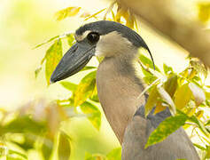 Boat-billed Heron