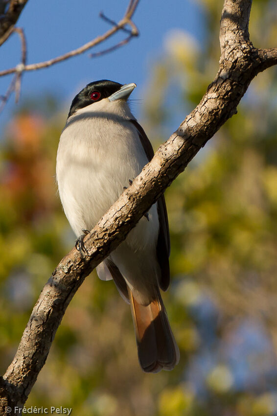 Rufous Vanga female adult