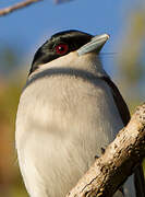 Rufous Vanga