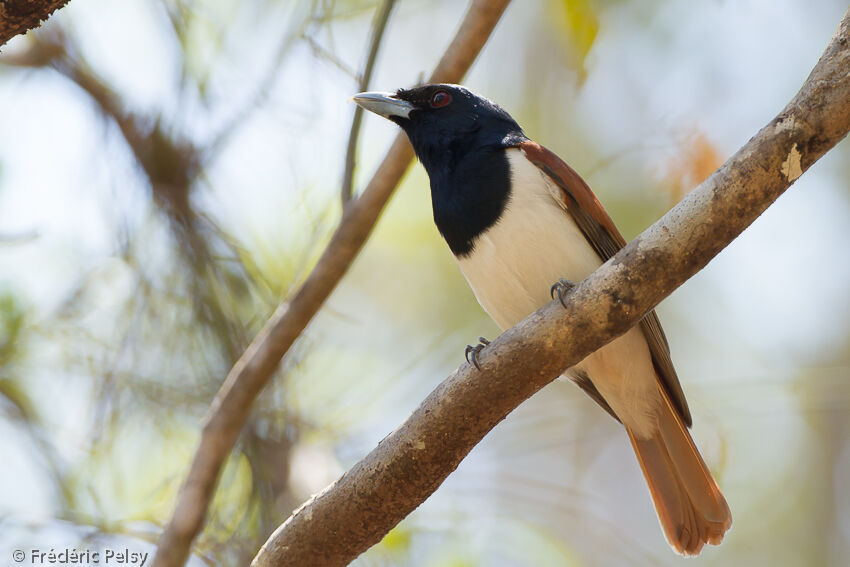 Rufous Vanga male adult