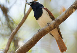 Rufous Vanga