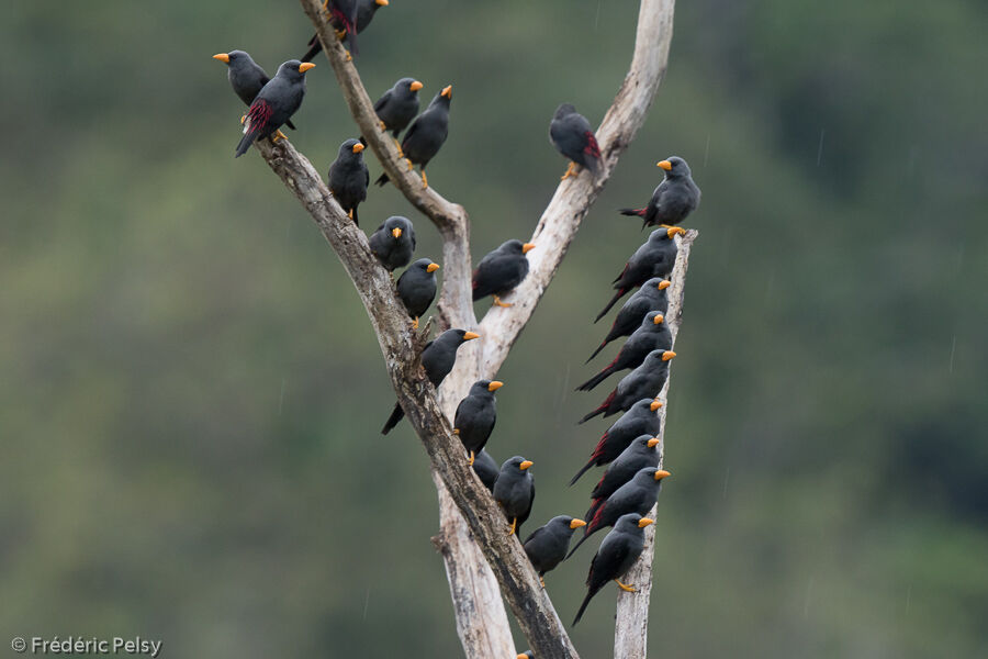 Grosbeak Starling