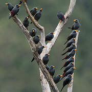 Grosbeak Starling